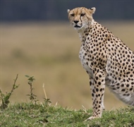 The cheetah is a large-sized feline inhabiting most of Africa and parts of the Middle East