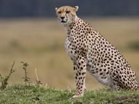 The cheetah is a large-sized feline inhabiting...