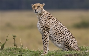 The cheetah is a large-sized feline inhabiting most of Africa and parts of the Middle East