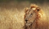 The lion is one of the four big cats in the genus Panthera, and a member of the family Felidae