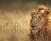 The lion is one of the four big cats in the genus Panthera, and a member of the family Felidae