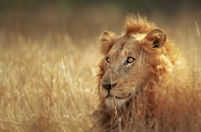 The lion is one of the four big cats in the genus Panthera, and a member of the family Felidae