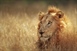 The lion is one of the four big cats in the genus Panthera, and a member of the...