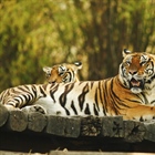 The tiger is the largest cat species, reaching a total body length of up to 3.3 metres (11 ft) and weighing up to 306 kg (670 lb) 