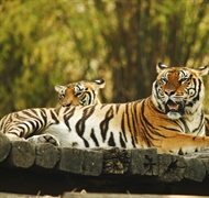 The tiger is the largest cat species, reaching a total body length of up to 3.3 metres (11 ft)...
