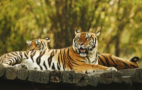 The tiger is the largest cat species, reaching a total body length of up to 3.3 metres (11 ft)...