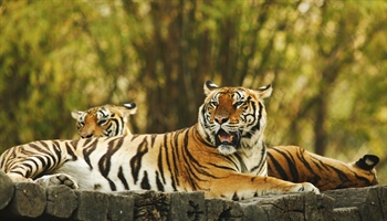 The tiger is the largest cat species, reaching a total body length of up to 3.3 metres (11 ft)...