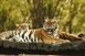 The tiger is the largest cat species, reaching a total body length of up to 3.3...