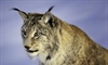 The Eurasian lynx is a medium-sized cat native to European and Siberian forests, South Asia and...