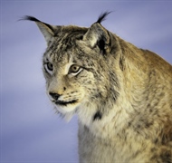 The Eurasian lynx is a medium-sized cat native to European and Siberian forests, South Asia and...