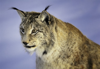 The Eurasian lynx is a medium-sized cat native to European and Siberian forests, South Asia and East Asia