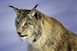 The Eurasian lynx is a medium-sized cat native to European and Siberian forests,...