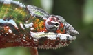 Chameleons are a distinctive and highly specialized clade of lizards