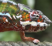 Chameleons are a distinctive and...