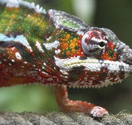 Chameleons are a distinctive and highly specialized clade of lizards