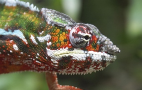 Chameleons are a distinctive and highly specialized clade of lizards