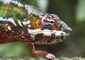 Chameleons are a distinctive and highly specialized clade of lizards