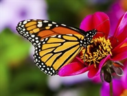 A butterfly is a mainly day-flying insect of the order Lepidoptera, which includes the butterflies and moths