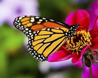 A butterfly is a mainly day-flying insect of the order Lepidoptera, which includes the butterflies and moths