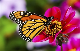 A butterfly is a mainly day-flying insect of the order Lepidoptera, which includes the butterflies and moths