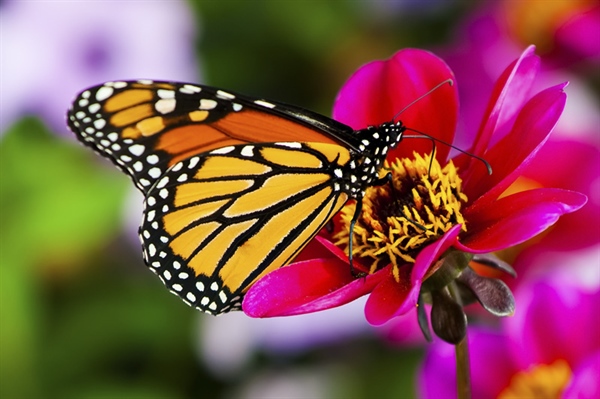 A butterfly is a mainly day-flying insect of the order Lepidoptera, which includes the butterflies and moths