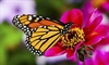 A butterfly is a mainly day-flying insect of the order Lepidoptera, which includes the...
