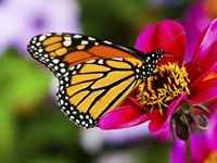 A butterfly is a mainly day-flying insect of...