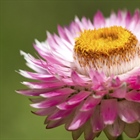 The flowers of plants that make use of biotic pollen vectors commonly have glands called nectaries that act as an incentive for animals to visit the flower