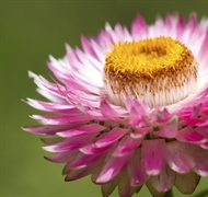 The flowers of plants that make use of biotic pollen vectors commonly have glands called...