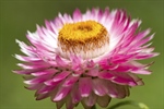 The flowers of plants that make use of biotic pollen vectors commonly have...