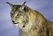 The Eurasian lynx is a medium-sized cat native to European and Siberian forests,...