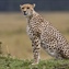 The cheetah is a large-sized feline inhabiting most of Africa and parts of the Middle East