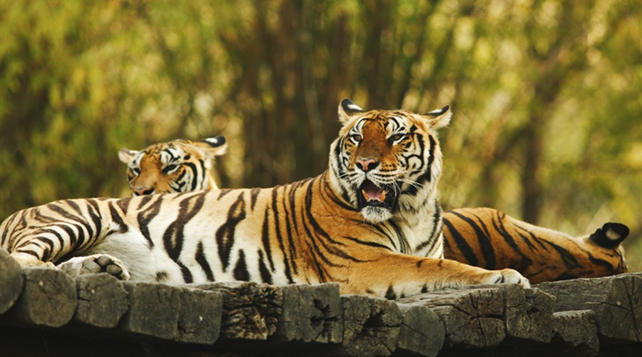 The tiger is the largest cat species, reaching a total body length of up to 3.3 metres (11...