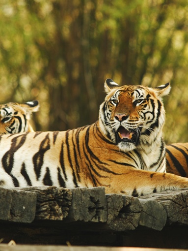 The tiger is the largest cat species, reaching a total body length of up to 3.3 metres (11 ft) and weighing up to 306 kg (670 lb)