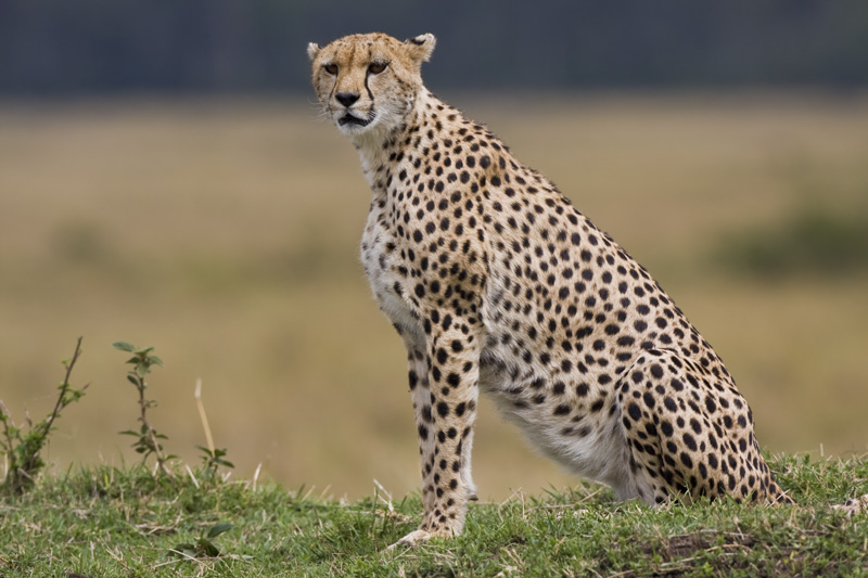 The cheetah is a large-sized feline inhabiting...