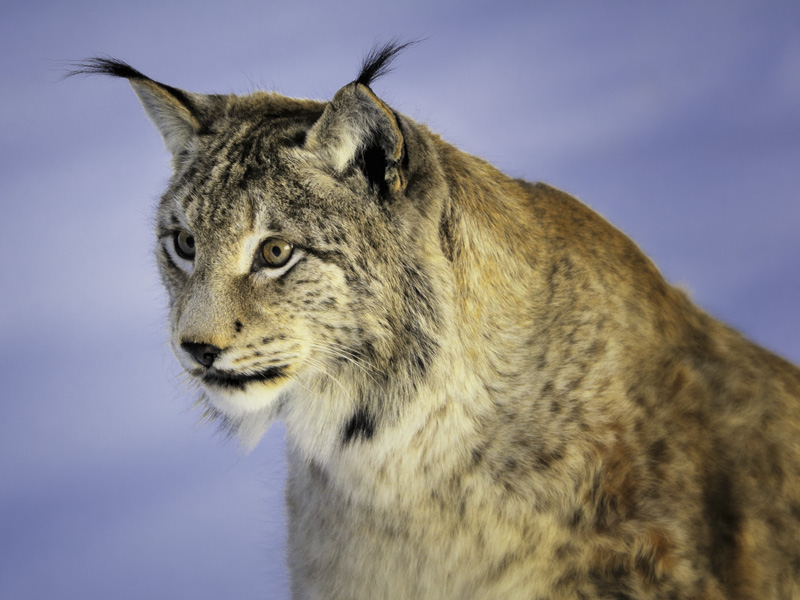 The Eurasian lynx is a medium-sized cat native to...