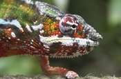 Chameleons are a distinctive and highly...