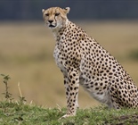 The cheetah is a large-sized feline...