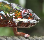 Chameleons are a distinctive and highly...