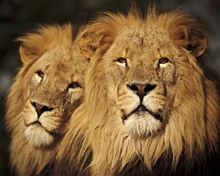 The lion is one of the four big cats in the genus...