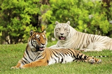 The tiger is the largest cat species, reaching...