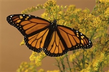 A butterfly is a mainly day-flying insect of the...
