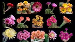 Freaky-Flowers-Echinopsis-Cacti-in-Bloom