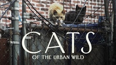 Cats-of-the-Urban-Wild