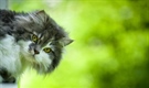 Cats have excellent night vision and can see at only one-sixth the light level required for human vision