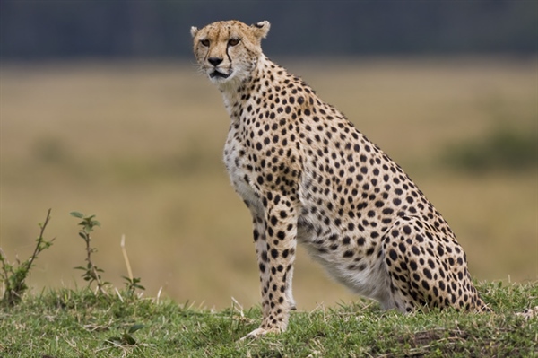 The cheetah is a large-sized feline inhabiting most of Africa and parts of the Middle East