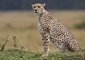 The cheetah is a large-sized feline inhabiting most of Africa and...