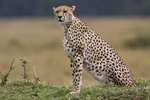 The cheetah is a large-sized feline inhabiting most of Africa and parts of...