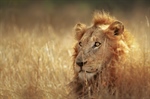 The lion is one of the four big cats in the genus Panthera, and a member of the family Felidae