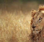 The lion is one of the four big cats in the genus Panthera, and a member of the family Felidae